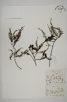 藏品(水松、廣東杉)的圖片