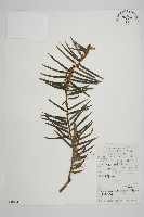 藏品(三尖杉)的圖片