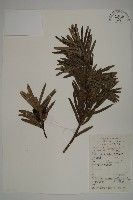 藏品(大葉羅漢松)的圖片