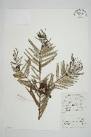 藏品(三尖杉)的圖片