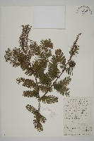 藏品(水杉)的圖片