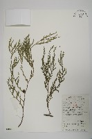 藏品(柏木、柏樹)的圖片