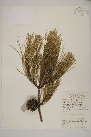 藏品(油松)的圖片