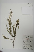 藏品(柏木、柏樹)的圖片