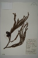 藏品(柳杉)的圖片