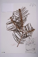 藏品(三尖杉)的圖片