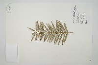 藏品(臺灣穗花杉)的圖片