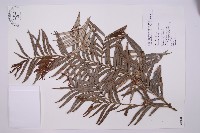 藏品(臺灣穗花杉)的圖片