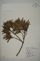 藏品(小葉羅漢松)的圖片