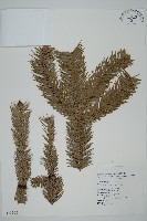 藏品(巒大杉、香杉)的圖片