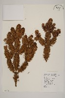 藏品(臺灣冷杉)的圖片