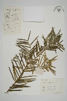 藏品(三尖杉)的圖片