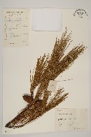 藏品(馬尾松)的圖片