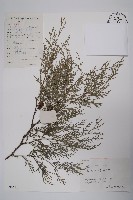 藏品(柏木、柏樹)的圖片