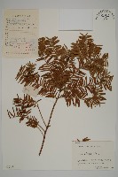 藏品(臺灣紅豆杉)的圖片