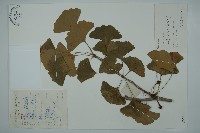 藏品(銀杏)的圖片