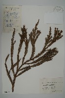 藏品(柳杉)的圖片