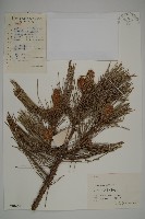 藏品(黑松)的圖片