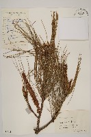 藏品(馬尾松)的圖片