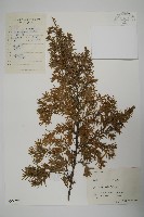 藏品(刺柏)的圖片