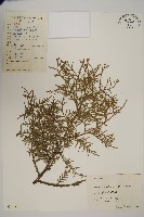 藏品(側柏)的圖片