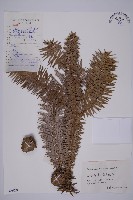 藏品(杉木)的圖片