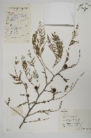 藏品(柏木、柏樹)的圖片