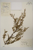 藏品(檜柏)的圖片