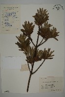 藏品(大葉羅漢松)的圖片