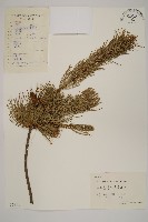 藏品(五葉松)的圖片