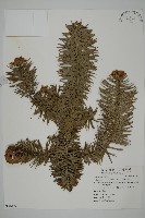 藏品(杉木)的圖片