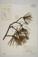 藏品(臺灣二葉松)的圖片