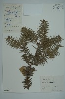 藏品(日本冷杉)的圖片