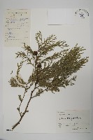 藏品(柏木、柏樹)的圖片