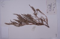 藏品(叉子園柏)的圖片