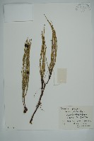 藏品(木賊黃麻)的圖片