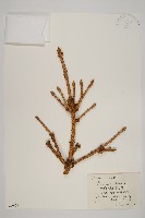 藏品(白扦)的圖片