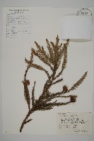藏品(柳杉)的圖片
