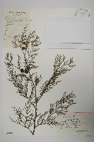 藏品(柏木、柏樹)的圖片