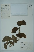 藏品(銀杏)的圖片