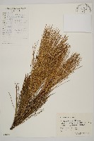 藏品(馬尾松)的圖片