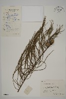 藏品(池杉)的圖片
