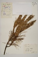 藏品(馬尾松)的圖片