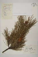 藏品(馬尾松)的圖片