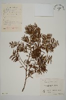 藏品(臺灣紅豆杉)的圖片