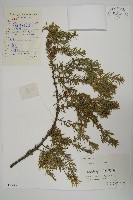 藏品(刺柏)的圖片