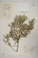 藏品(側柏)的圖片