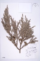 藏品(柳杉)的圖片