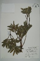 藏品(蘭嶼羅漢松)的圖片