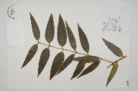 藏品(菲律賓貝殼杉)的圖片